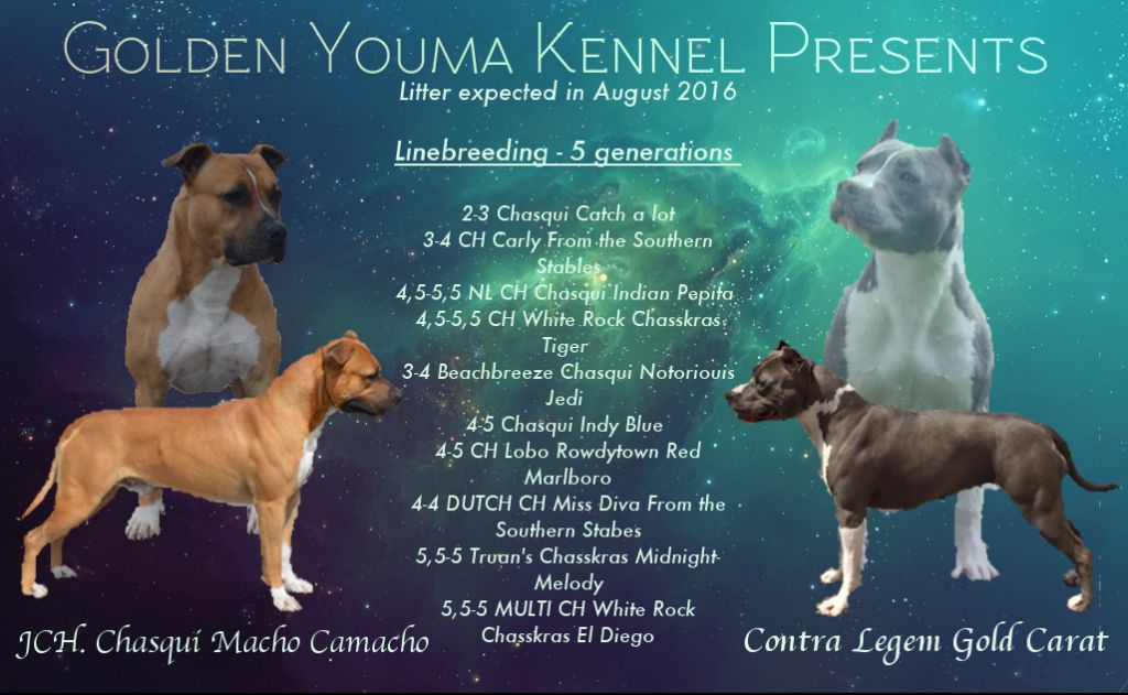 Golden Youma - American Staffordshire Terrier - Portée née le 18/08/2016
