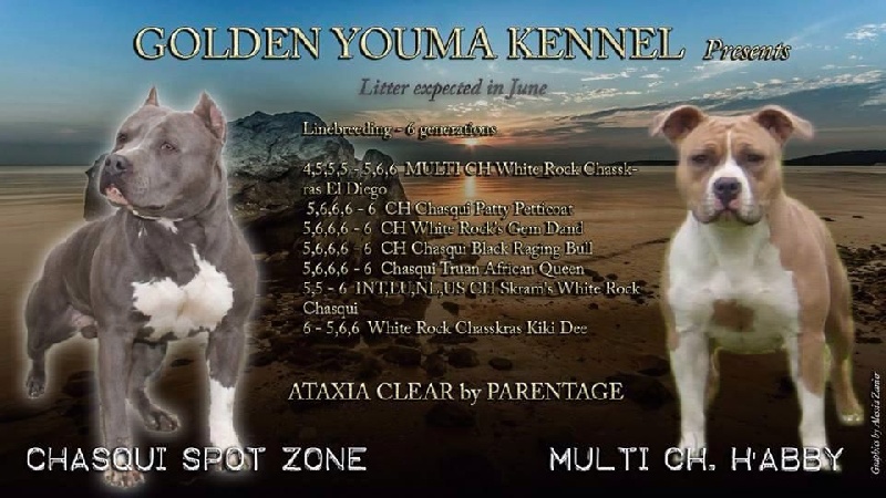 Golden Youma - American Staffordshire Terrier - Portée née le 02/06/2014