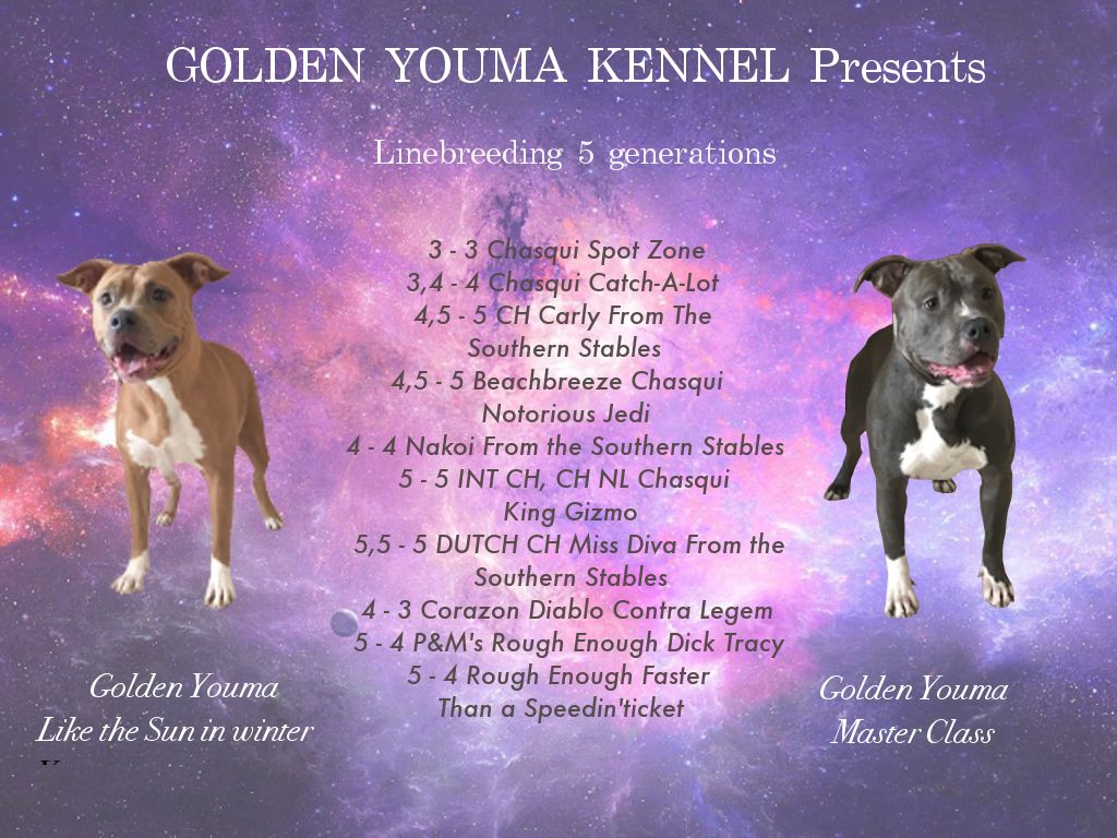Golden Youma - American Staffordshire Terrier - Portée née le 01/12/2017