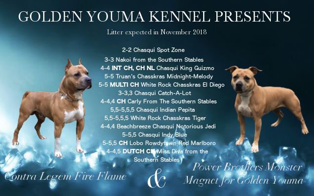 Golden Youma - American Staffordshire Terrier - Portée née le 04/11/2018