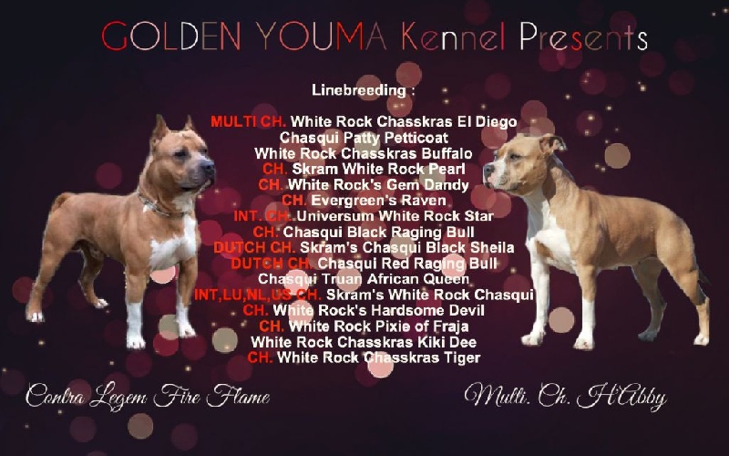 Golden Youma - American Staffordshire Terrier - Portée née le 07/11/2015