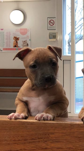 Golden Youma - Chiot disponible  - American Staffordshire Terrier